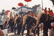 Elephant festival at jaipur