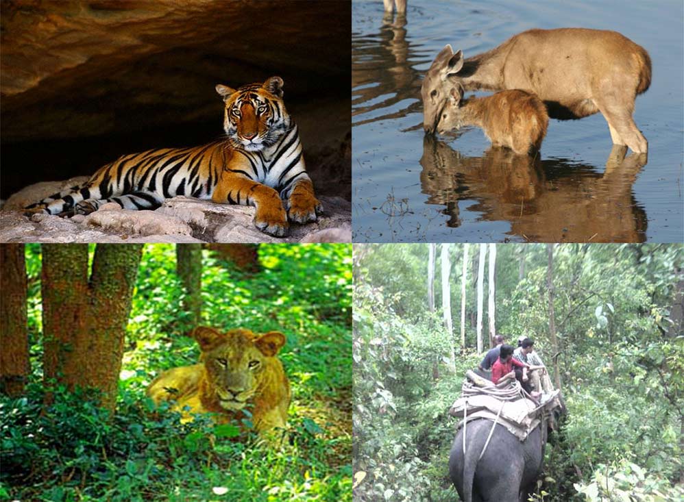 dudhwa animals